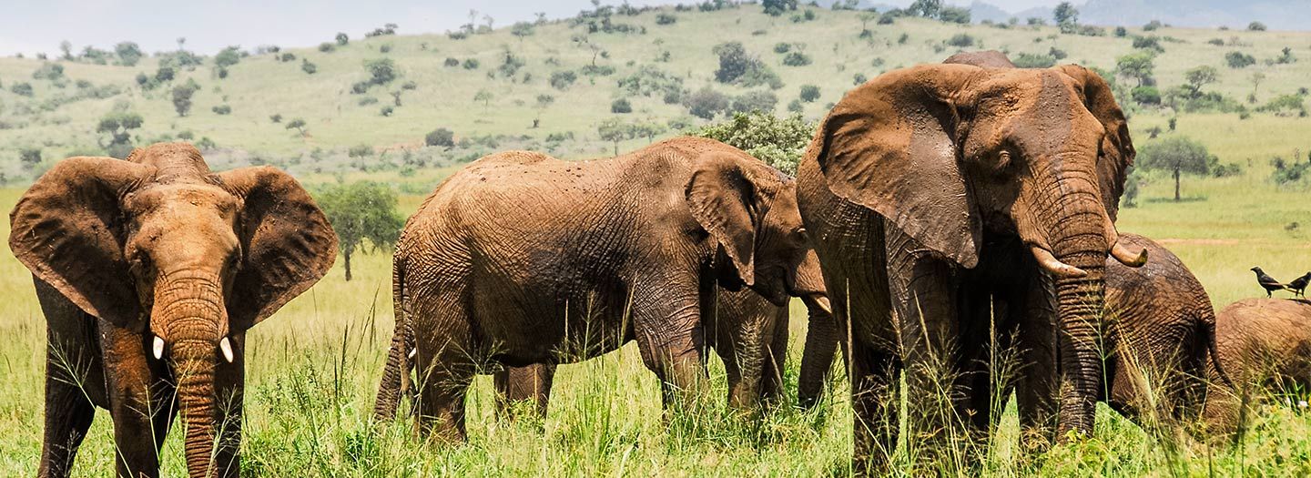 Kidepo Valley National Park